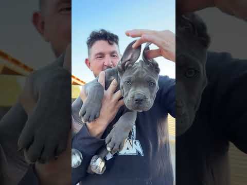 Os presento a este espectáculo