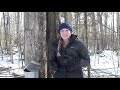 Vascular Tissue and Maple Sap