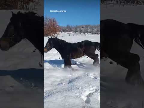here we have a very happy horse he Needs a partner
