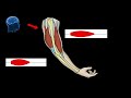 Understanding Arm Anatomy and Movement