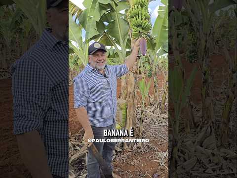 PORQUE CORTAR O CORAÇÃO DA BANANA ?