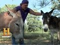 Farm Tasks and Animal Management