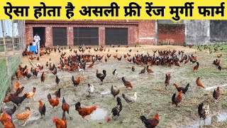 ऐसा शानदार फ्री रेंज मुर्गी फार्म देखा नहीं होगा | Free Range Desi Murgi Palan | Free Range Poultry