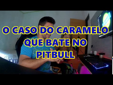 O Cachorro Caramelo que bate no Pitbull