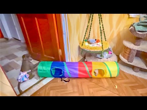Это надо видеть! Как Люся ест огурец в постели с Басиком, ищет по дому папу и труба забрала Басю