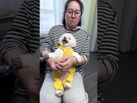 The process that must be found before going downstairs Cute pets Daily records of cute pets I don’
