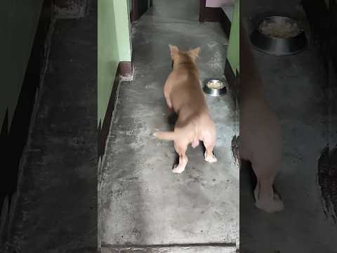 clever dog save his mother from poison 🫶#support #animallife #funnyanimal #dog #ytshorts #subscribe