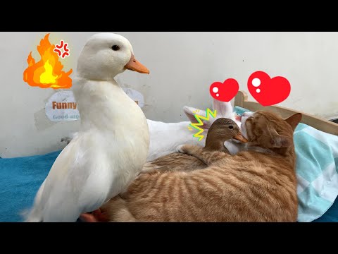 So funny! The male duck caught the female duck and the cat having an affair and was very angry!