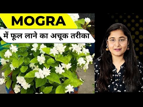 🔴MOGRA NOT FLOWERING/ HOW TO GET FLOWERS IN JASMINE मोगरा पर फूल कैसे लिए #gardening #mograplant