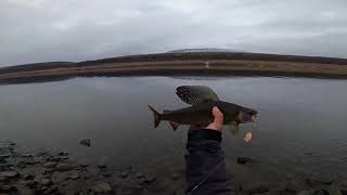 видео