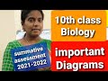 Diagrams and Concepts in Biology