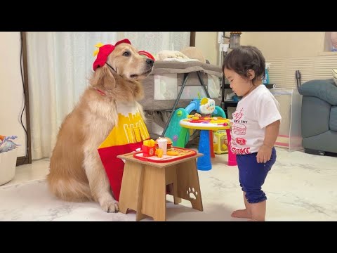 1歳児のドライブスルーにお付き合いしてくれる豆柴とゴールデンレトリバーの反応が可愛すぎました...