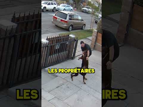 Le Meilleur Voisin ❤️