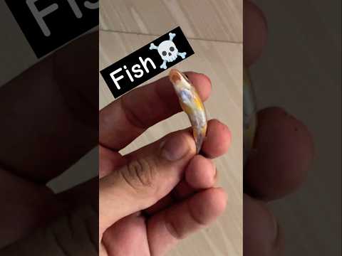 Fish ko kya hua😢.….#fishtankvlog#fishtank#guppy#molly#petsvlog#minizoo#shrimp#algaeeater#pleco#fish