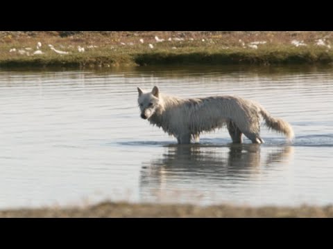 The Lost Wolf | White Falcon, White Wolf (Part 5) | BBC Earth