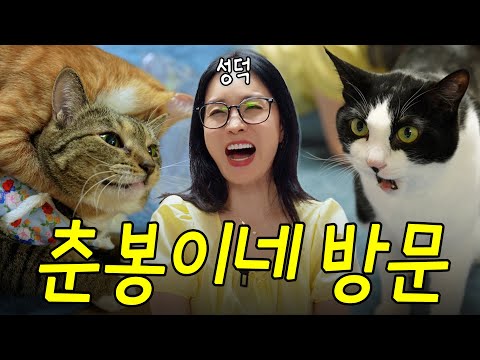천만뷰 고양이 세자매🐱 춘봉 첨지 칠복이네 똥꼬발랄 직관한 날