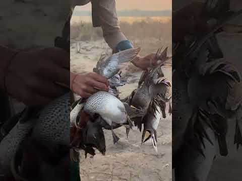 10 ducks down in one attempt #birdhunter #birdhunting #huntting #hunting