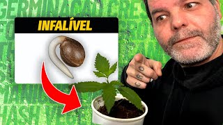Como plantar maconha: 3 Dicas na prática, para germinar sua semente