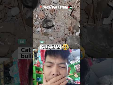 It's not only humans who are victims but animals too especially cats🥹#streetcats #freepalestine