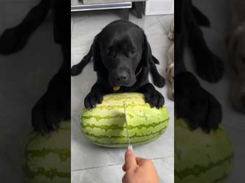 बेचारा कालू 😭😇🐕#labrador #shorts #dogbreed #short#dog