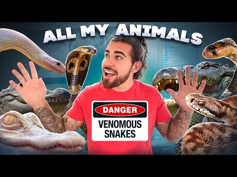 All My ANIMALS! (VENOMOUS Snakes + CROCS) In One Video!