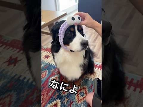 なんか頭につけてどん母の部屋に遊びにきた2人🐶🧔🏻 #バーニーズマウンテンドッグ