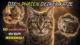 Die 5 LEBENSPHASEN deiner Katze: Was sich dabei wirklich verändert