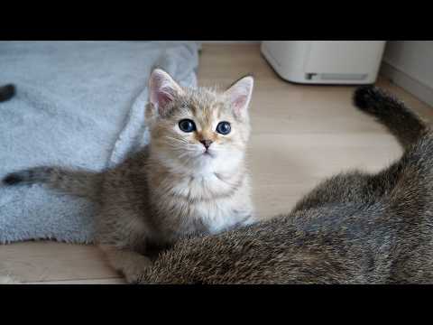 Cute kitten who wakes up expecting to be played with but falls asleep right away...