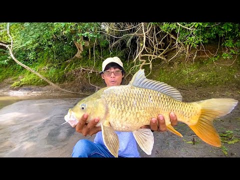 Kaget! Rejeki Mancing Dapat Ikan Emas Sebesar ini