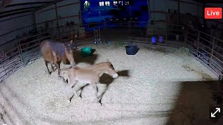 LIVE Foal Watch - Why Geld Our New Foal? 