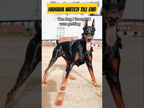 Other Dogs🐕vs My Dog🐶 #dogs #dog #funny #youtubeshorts