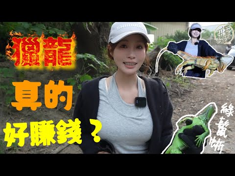 【釣魚日記】過年紅包自己賺!!!!…抓綠鬣蜥賺錢一隻250真的好賺嗎？…搶先上映酷斯拉...Taiwan girl fishingエビ釣り어업｜采蓁 Patti  #綠鬣蜥  #250塊