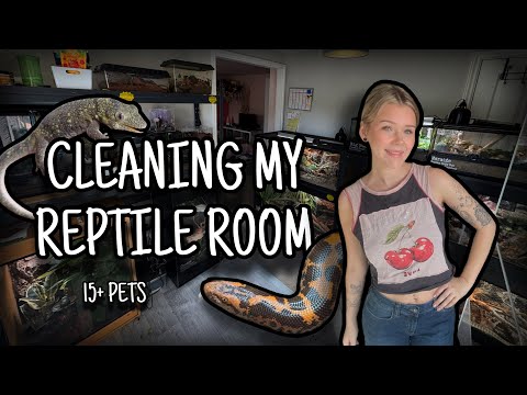 Cleaning All My REPTILE ROOM Enclosures...