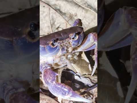 赤ちゃんカニ(文字なし)