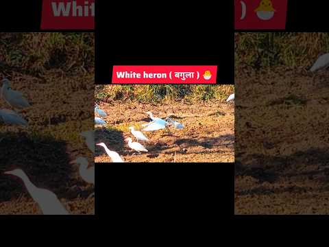 Bagula pakshi ka jivan kaal #viral #birds #wildlife #facts #short #trending #youtube #shorts #yt