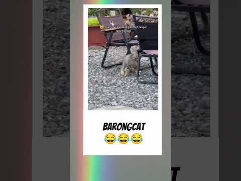 wah asik nih kucing mujaer #kucing #videolucu #fyp