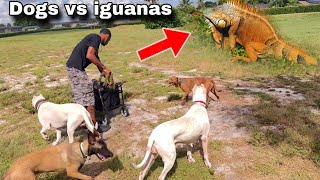 Found a tree Loaded! iguana Removal Service Dogs Florida’s New Secret weapon for Iguana control!