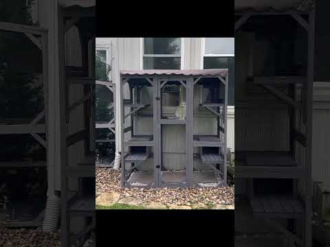 When the window isn't just a window anymore 🪟🐾