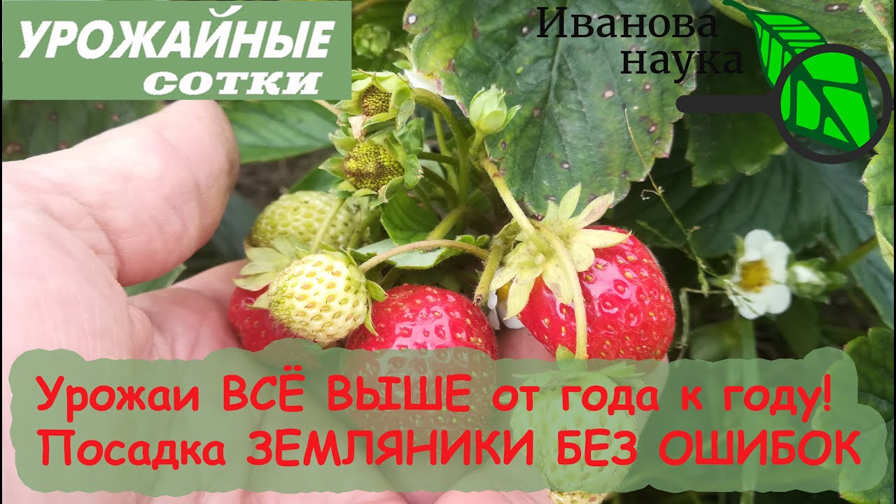 6 главных секретов посадки земляники клубники в одном видео!
