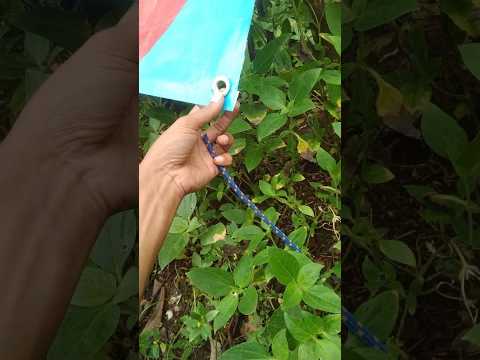 ⛺ Tent Corner Knot - Very Easy To Tie & Untie #knotskill #knot #camping