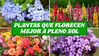 Lista de Plantas que Florecen Mejor a Pleno Sol