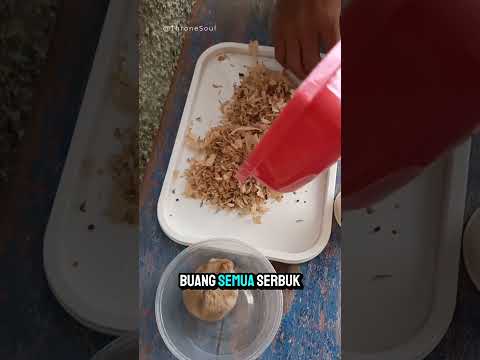 Bersihin Kandang Hamster Lucu! 🧽🐹 #hamster #hamsterlovers #membersihkanhewan #hamstercare #pets