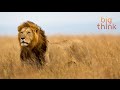 Conservation and Photographic Safaris