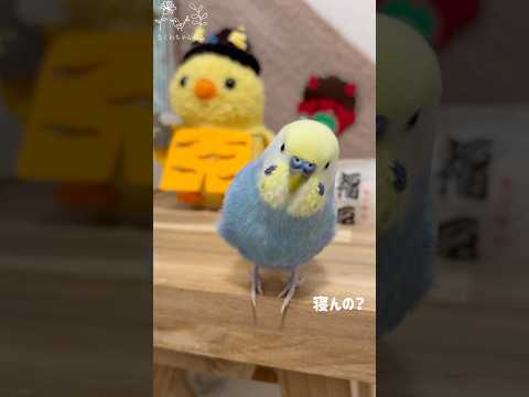 節分の日 🐥みなさんにたくさんの福が訪れますように💕＃セキセイインコ＃セキセイインコちくわ＃ちくわ＃パステルレインボー＃男の子#ちくわちゃんねる＃4歳#お喋り＃節分