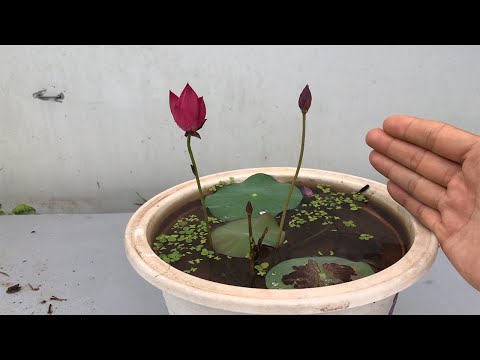 Trồng sen mini tại nhà sen mini tú mạc