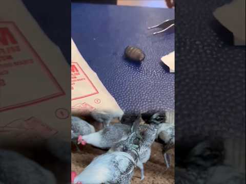 Unbelievable! Bird Helps Horse Get Rid of Worm" #botfly