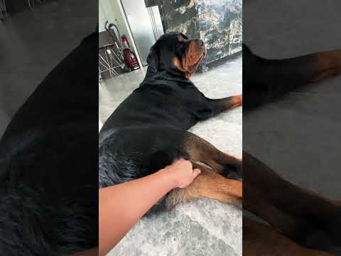 WEAK LEGS MASSAGES #shortvideo #asmr #babyrottweiler #reels #shortvideo #shortsfeed #short #cute