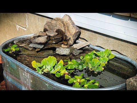 Solar Powered Mini Pond Set Up! My mini pond set up for some summer breeding.




As an Amazon affiliate, I earn from qualifying pur