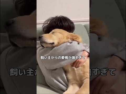 愛情過剰のゴールデンレトリバー：困惑する愛犬のユーモラスな姿を動画で紹介 サムネイル