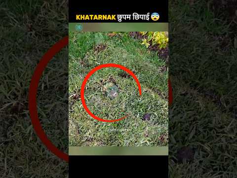 PT.19 Hardest Hide-And-Seek Challenge ๐จ๐จ #shorts #shortvideo #knowledge